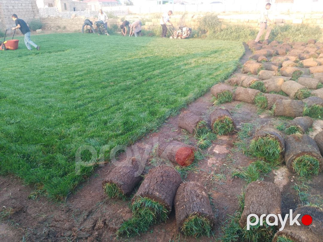 Qazonlar — Bitkilər, Bakı (6)