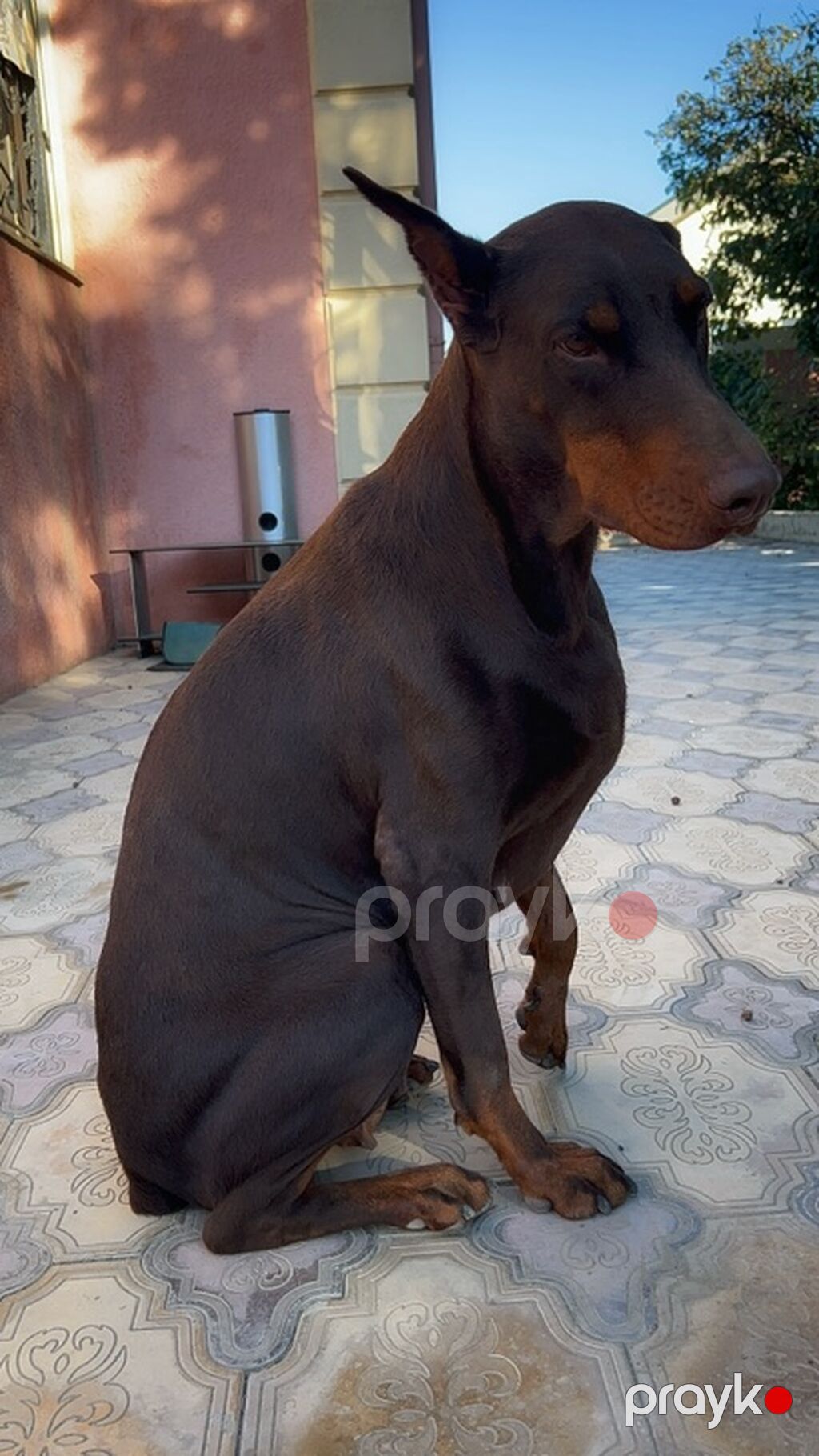 Doberman, 3 il, Dişi, Peyvəndli — Köpəklər, Bakı (2)