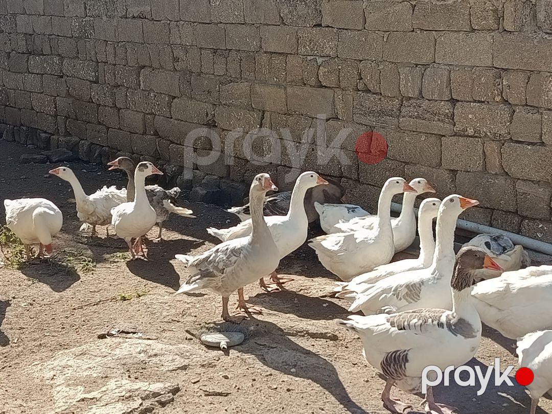 Qazlar — Quşlar, Bakı (5)