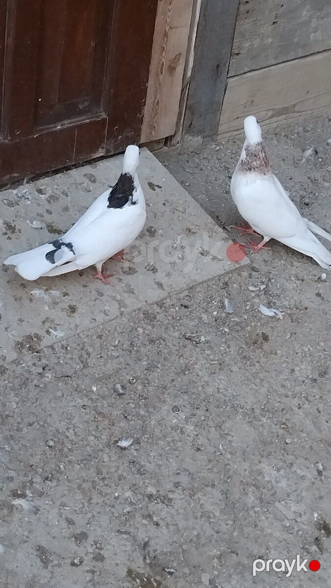 Göyərçin — Quşlar, Bakı (2)