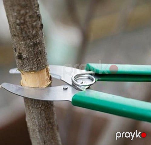 Bağban qayçısı ağac üçün, yaşıl qulp prl_0373 — Mallar, Bakı (2)