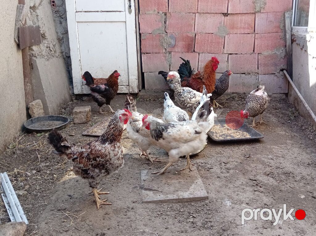 Xoruz, il: 1, Ünvandan götürmə — Toyuq və xoruz, Sumqayıt (2)