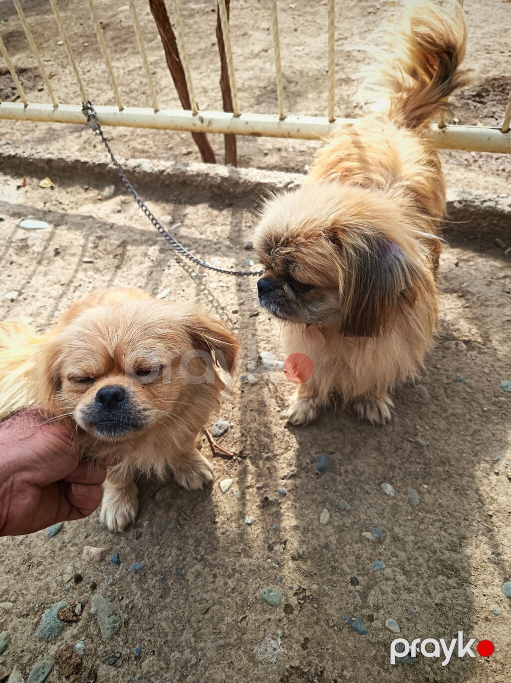 Pekines — Köpəklər, Gəncə (2)