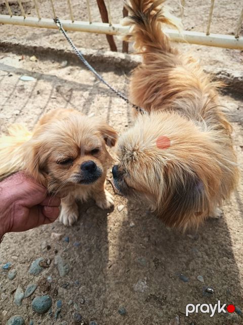 Pekines — Gəncə