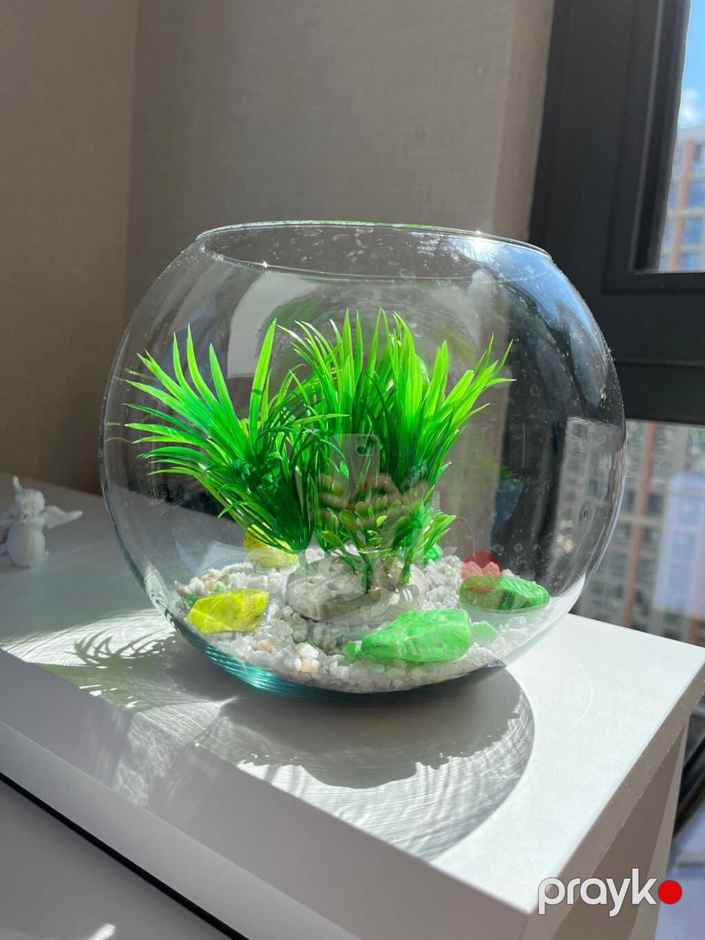 Şüşə qlobus akvarium dekoru - Dairəvi şüşə qlobus (balaca “fishbowl” — Akvariumlar və balıqlar, Bakı (3)