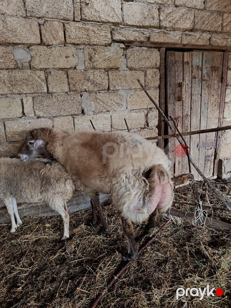 Erkək qoç — Kənd təsərrüfatı heyvanları, İmişli (4)