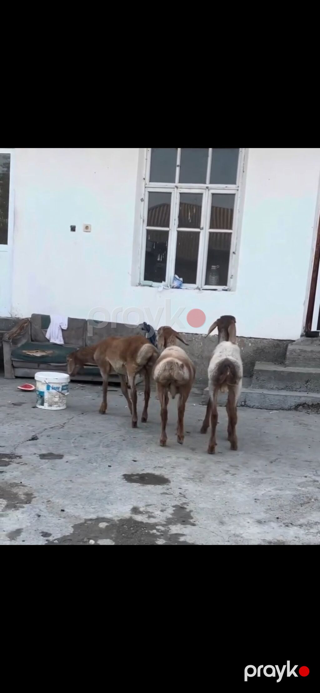 Qoyun – 3 baş, quyruqlu (yağlı quyruq) cins - Say: 3 baş gənc qoyun — Kənd təsərrüfatı heyvanları, Zaqatala (4)
