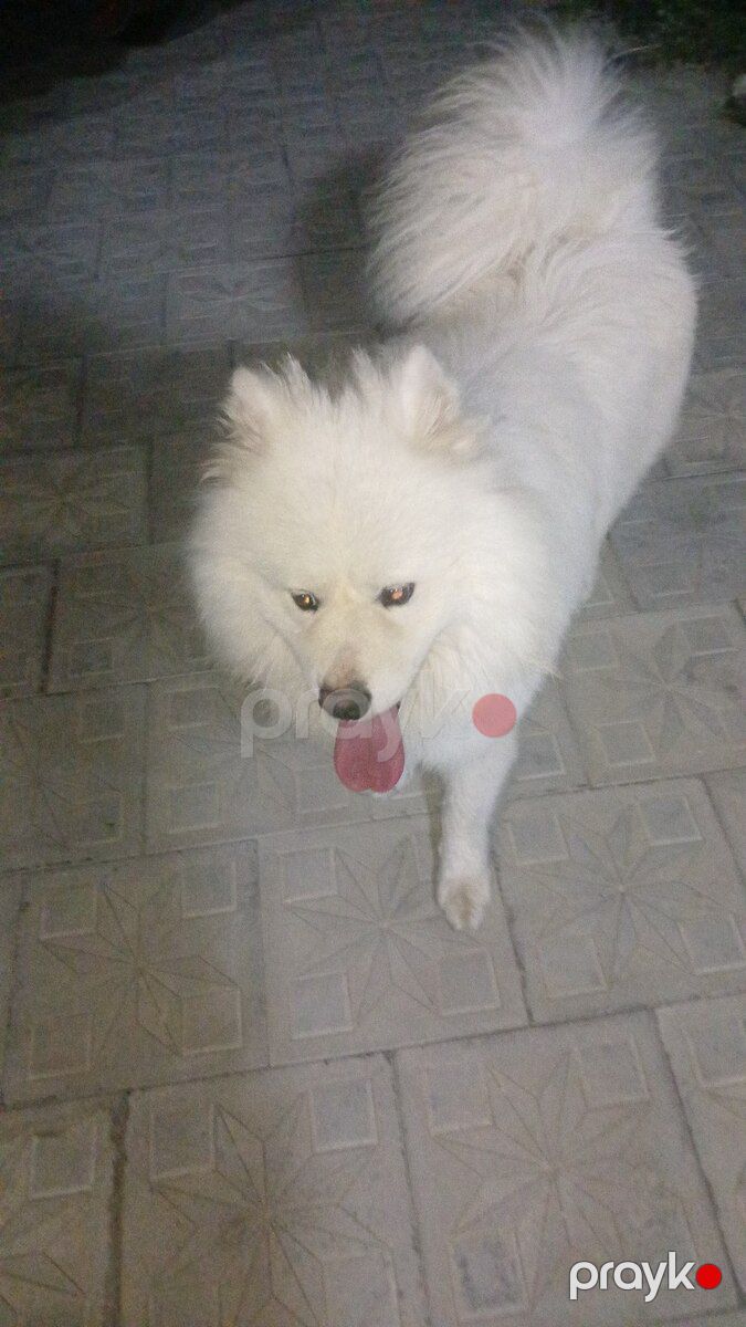 Samoyed — Köpəklər, Bakı (2)