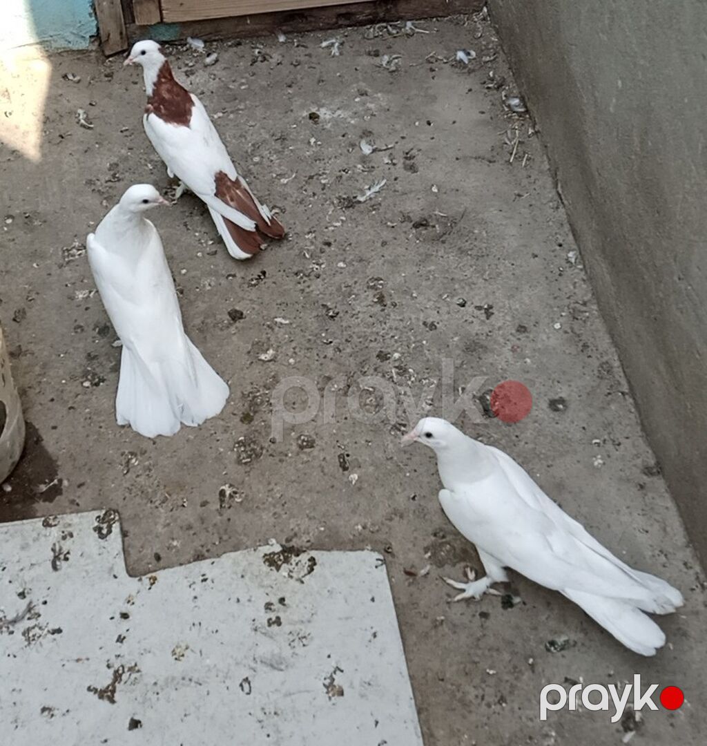 Enli quyruğ hündür ayaq badam ləleylər 3ü 50 manat ünvan Biləcəri — Göyərçin, Bakı (3)