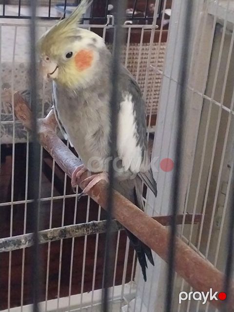 Korellalar qəfəslə birlikdə satılır, 3 ədəddir 2 erkəy 1 dişi, ikisi — Digah