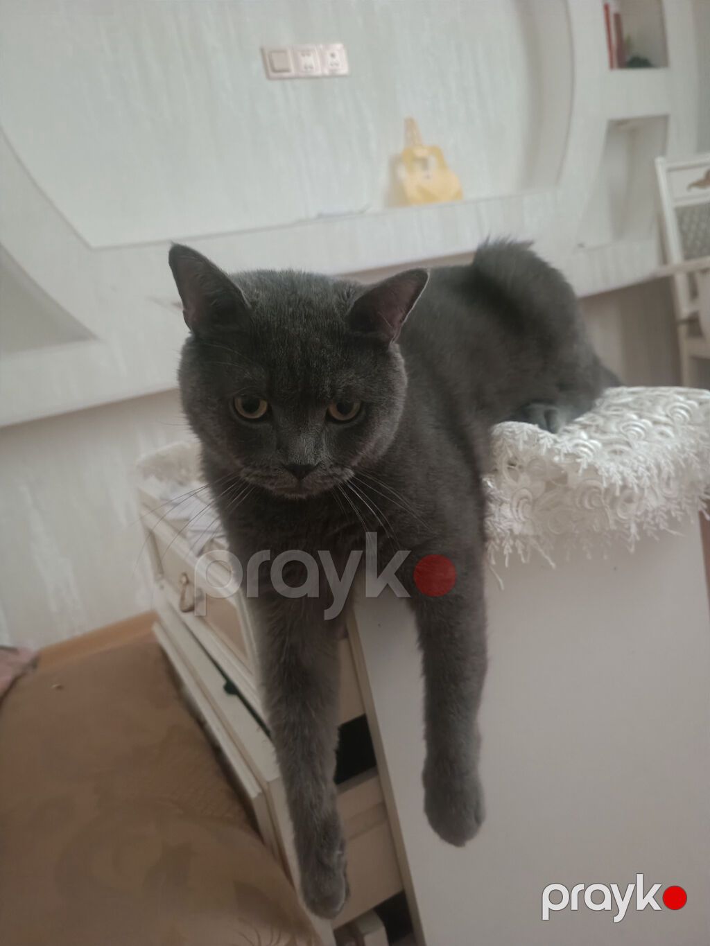 Britan, Erkək, Yaxşı əllərə, Ünvandan götürmə — Pişiklər, Bakı (2)