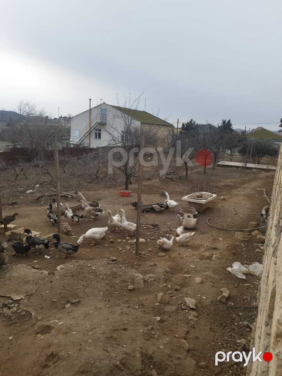 8 sot torpaq sahəsi, Novxanı qəs — Torpaq, Bakı (4)
