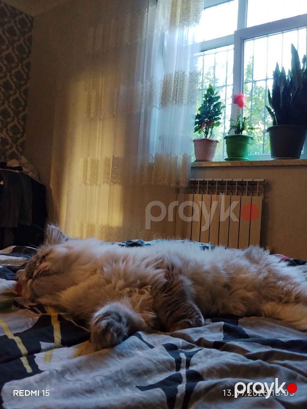 Salam 2 yaşı var peyvəndi dərmanları vurulub pasportuda var. Qiymət — Pişiklər, Bakı (4)