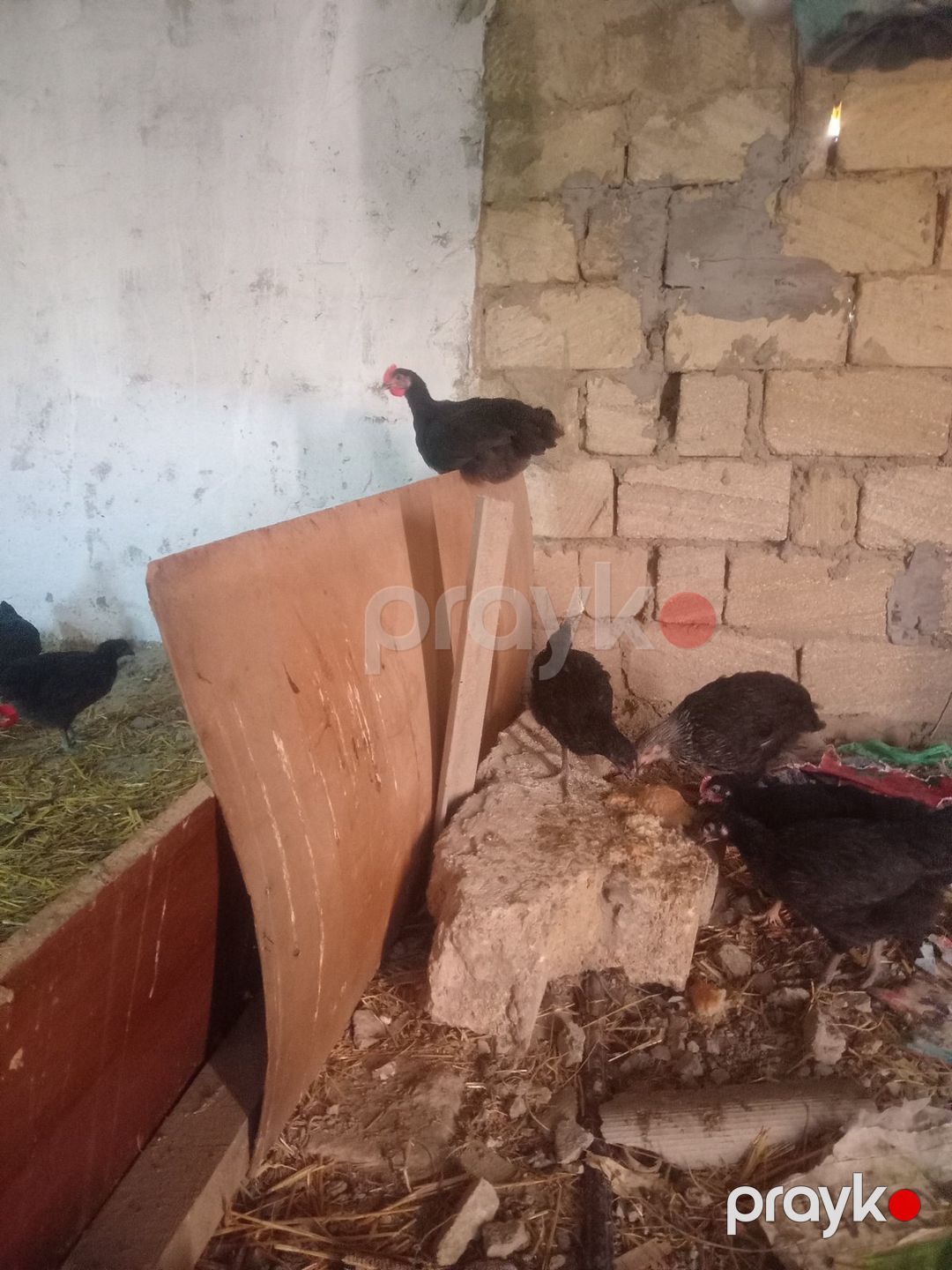 Avstralorp toyuqları — Quşlar, Bakı (2)