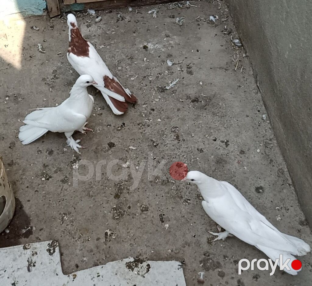Enli quyruğ hündür ayaq badam ləleylər 3ü 50 manat ünvan Biləcəri — Göyərçin, Bakı (4)
