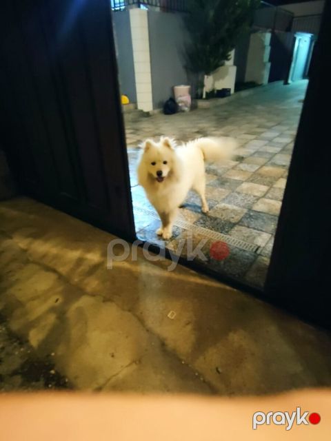 Samoyed — Bakı