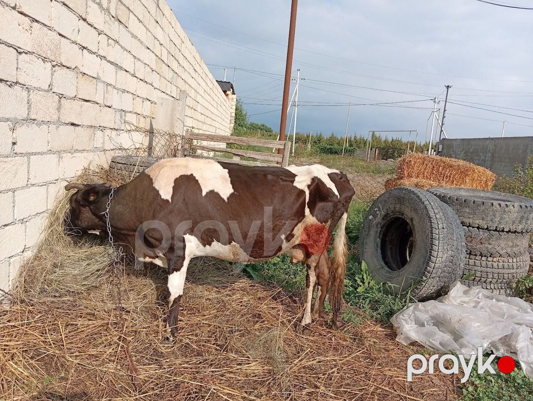 İnək — Kənd təsərrüfatı heyvanları, Xaçmaz (3)