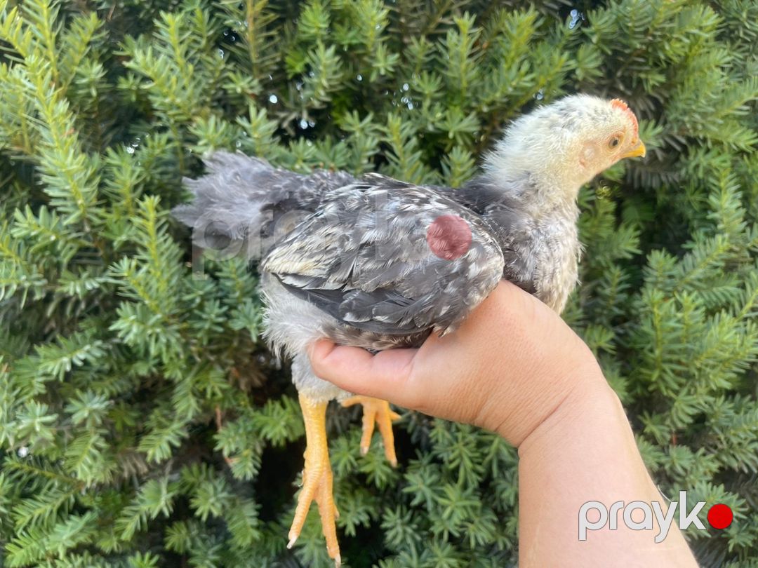 Kənd cücələri — Quşlar, Bakı (9)