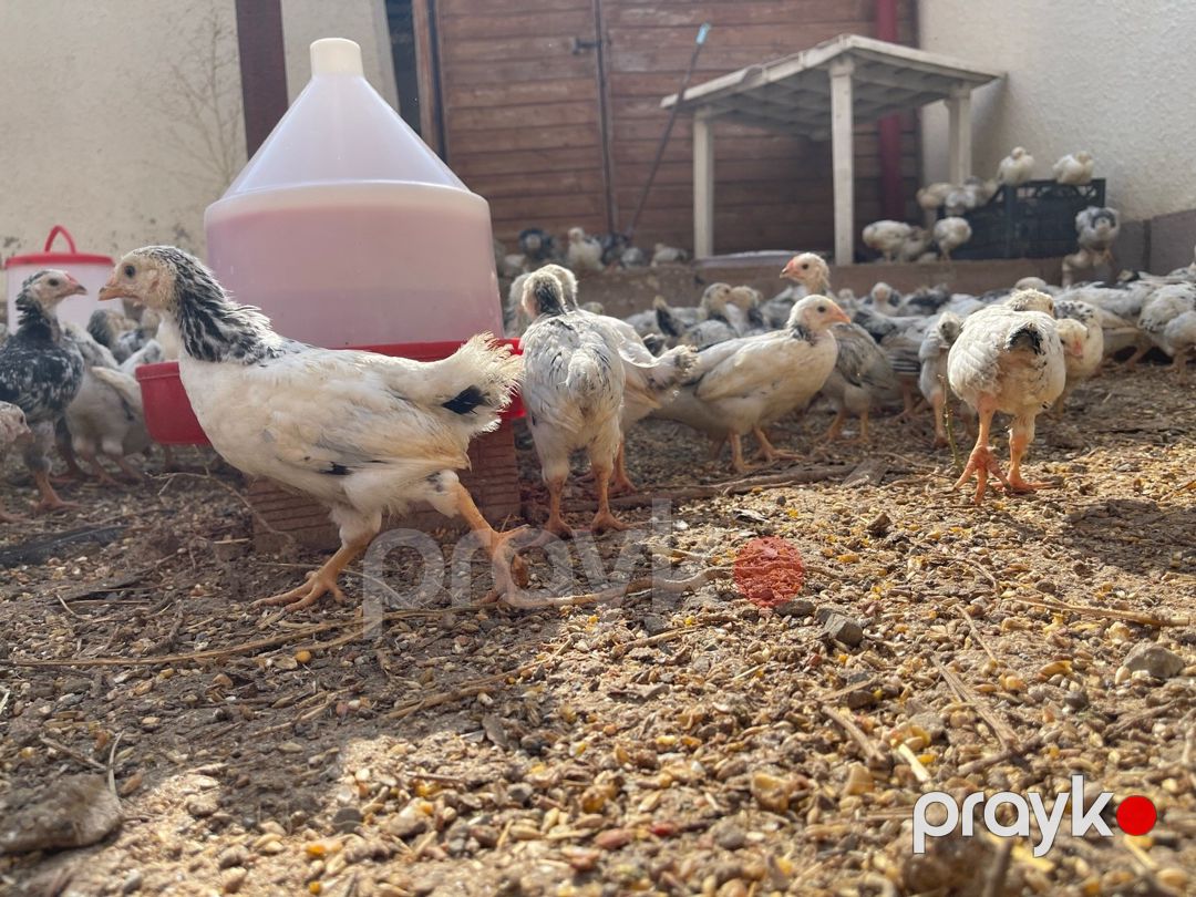 Kənd cücələri — Quşlar, Bakı (3)