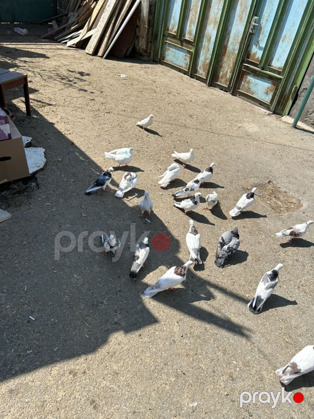 Goy niwanlar aglar hamsi saglam niwanli heyvanlardi — Göyərçin, Bakı (4)