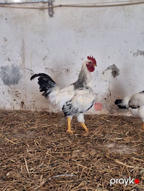 Toyuq, Damazlıq — Bakı