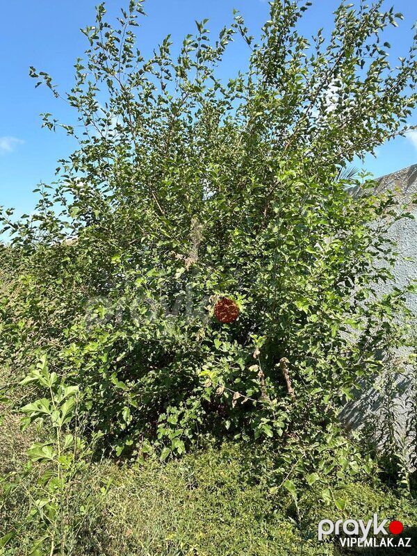 Sabunçu rayonunda Torpaq Satılır, 4 sot — Torpaq, Bakı (4)