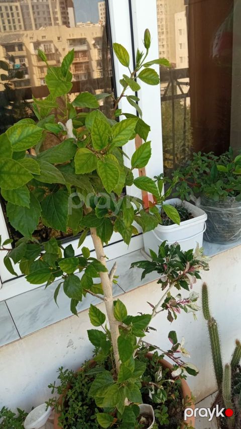 Ev üçün dekorativ dibçək hibiskusu (Çin qızılgülü) - Bitki forması — Digah