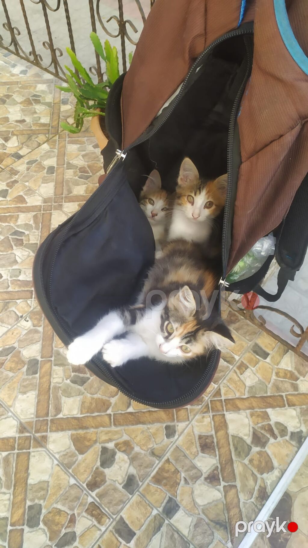 Dişi, Ünvandan götürmə — Pişiklər, Bakı (4)
