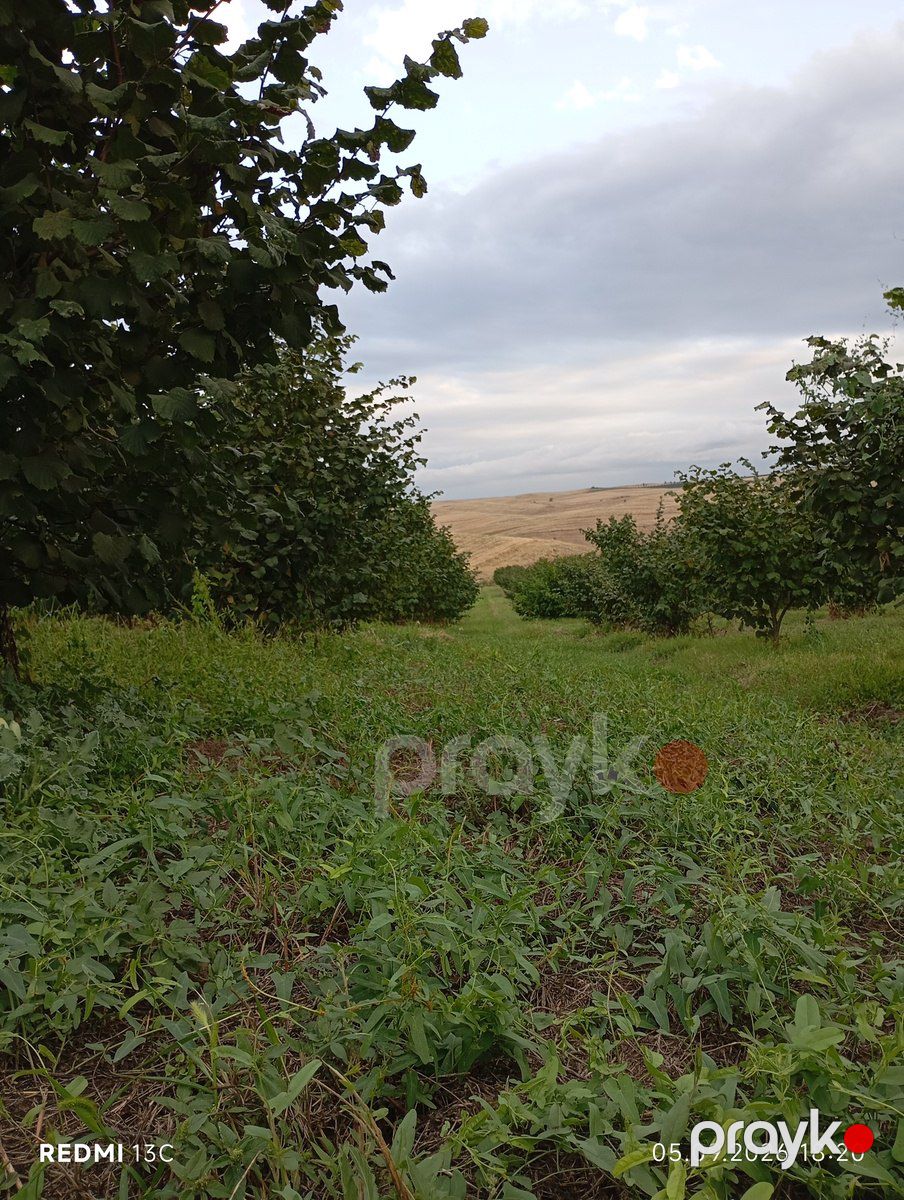 100 sot torpaq sahəsi, Qusar r — Torpaq, Qusar (3)