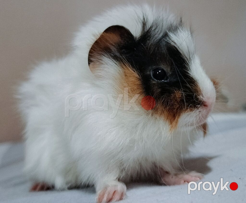 Ev heyvanı – Qvineya donuzu (shiba, peruvian guinea pig) - Cins: Uzun — Kənd təsərrüfatı heyvanları, Bakı (2)