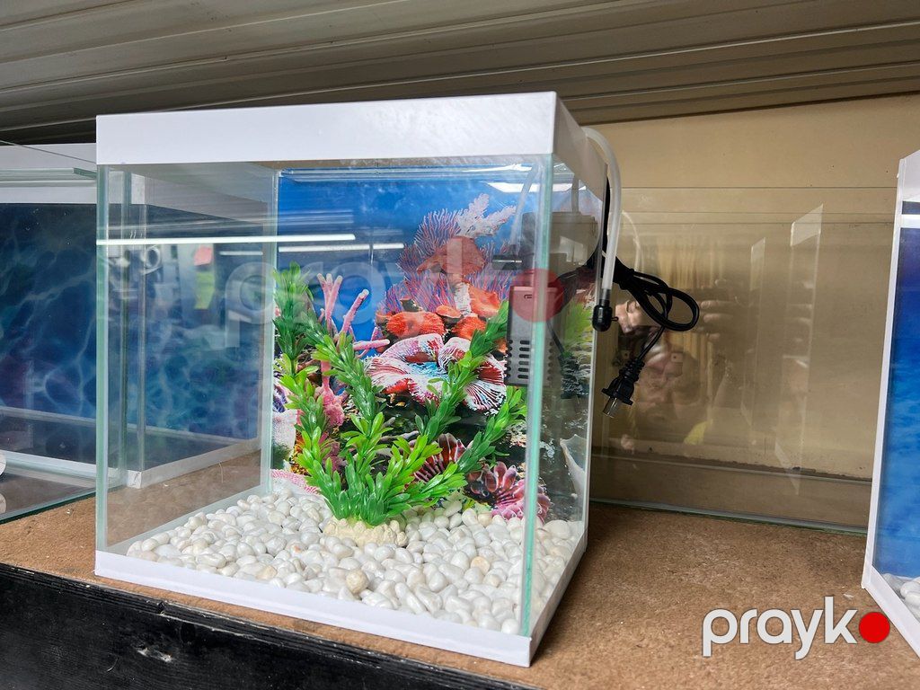 Akvarium — Akvariumlar və balıqlar, Bakı (3)