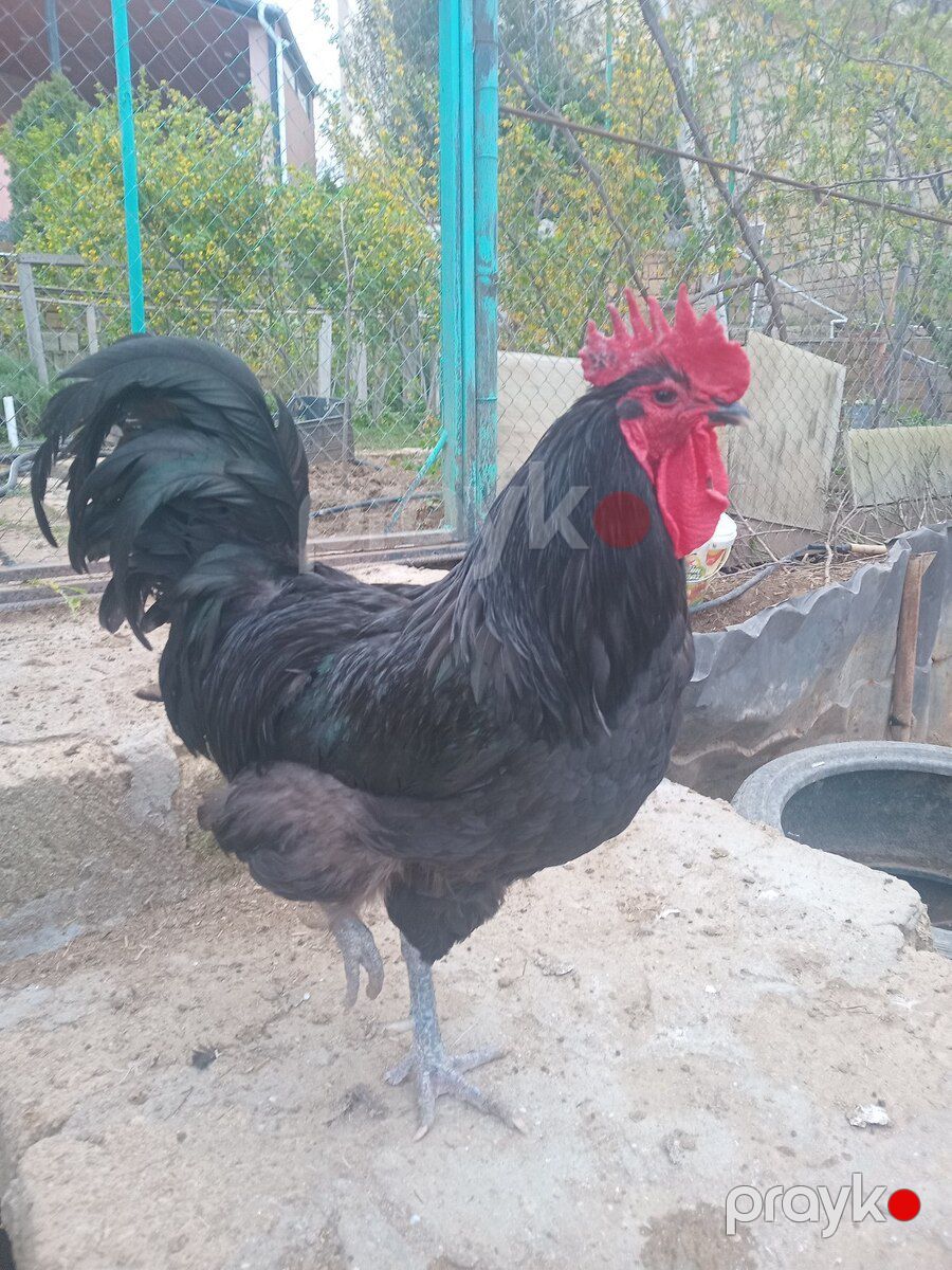 Mayalı avstralorp toyuğu yumurtası — Quşlar, Bakı (4)