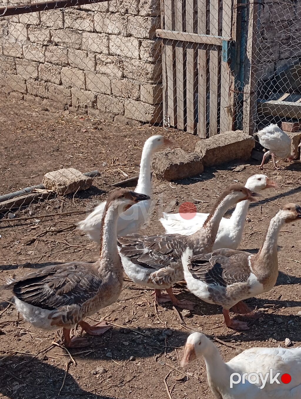 Ərkey və dişi qazlardi tam saglam heyvanlardi tək təkdə satilir hamisi — Digərləri, Digah (4)