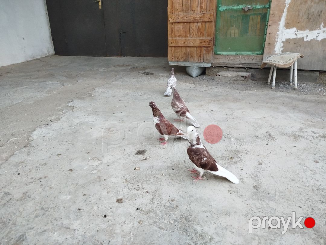 İran göyərçiniləri — Quşlar, Bakı (4)