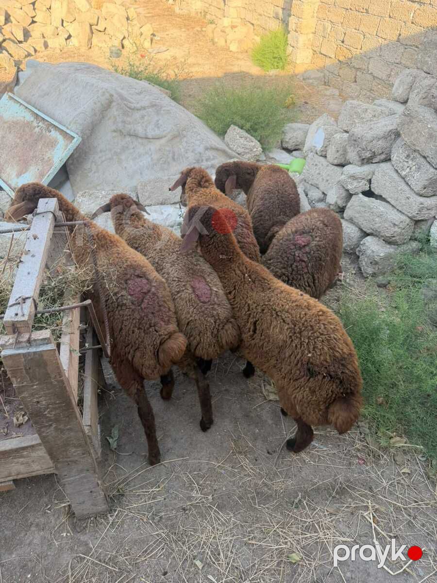 Quzular — Kənd təsərrüfatı heyvanları, Bakı (3)
