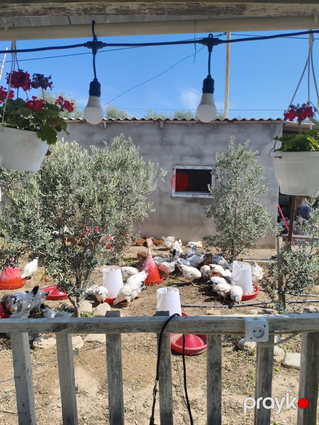 Məhsul: Təbii şəraitdə bəslənən ev toyuqları (qarışıq rəngli sürü) — Toyuq və xoruz, Digah (2)