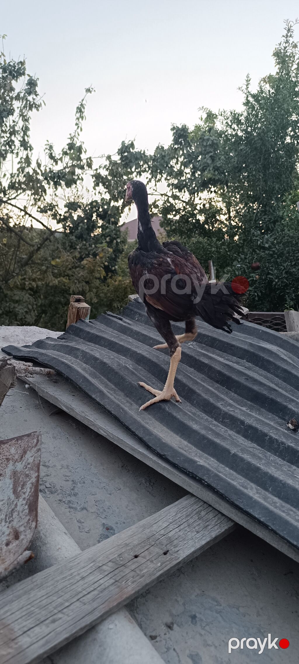 Heyratı becə tam saglam heyvandi 3 ayliq cinsi qani temiz heyvandi — Toyuq və xoruz, Mingəçevir (2)