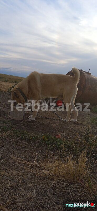Çoban iti — Pişiklər, Qazax (9)