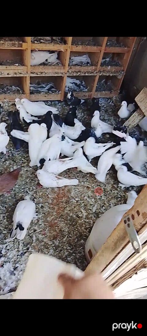 Göyərçinlər — Bakı