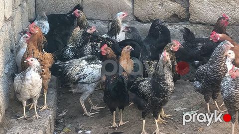 Xoruz 15 manat Fərələr 12 manat 6 aylıqdır hamsi apreldə çıxıblar bir — Xırdalan