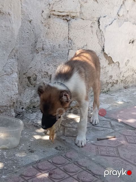 1 ay, Erkək, Peyvəndli, Ünvandan götürmə — Masazır