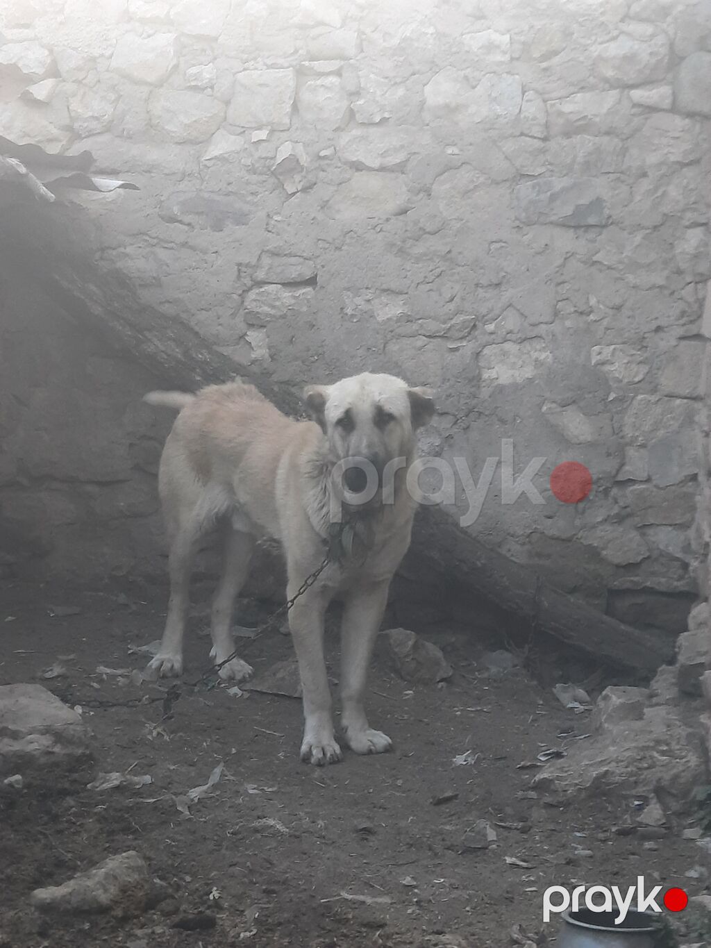 Kanqal, 1 il, Erkək, Peyvəndli, Ünvandan götürmə — Köpəklər, Bakı (2)