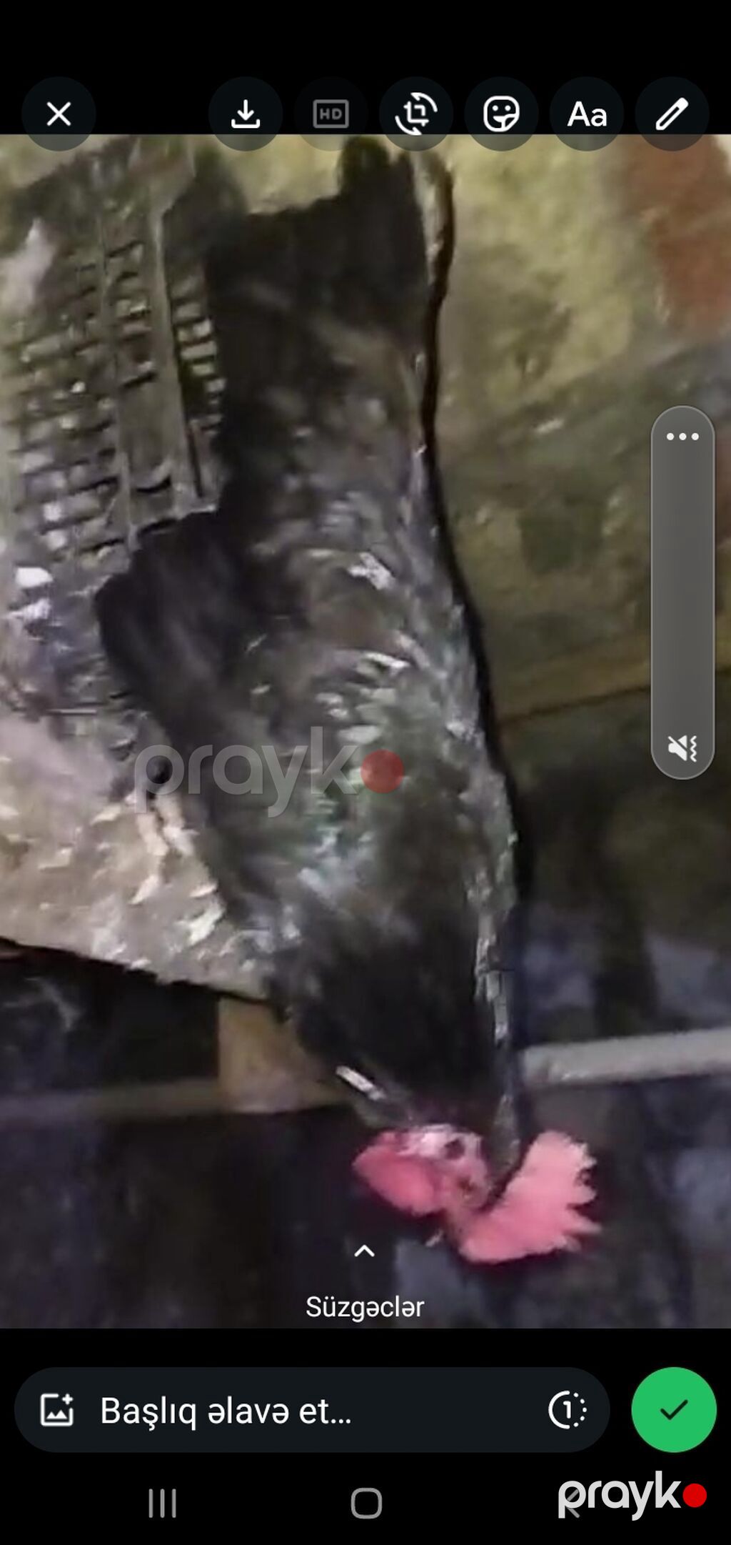 Toyuq, Adler, Damazlıq, Ünvandan götürmə, Ödənişli çatdırılma — Toyuq və xoruz, Mehdiabad (2)