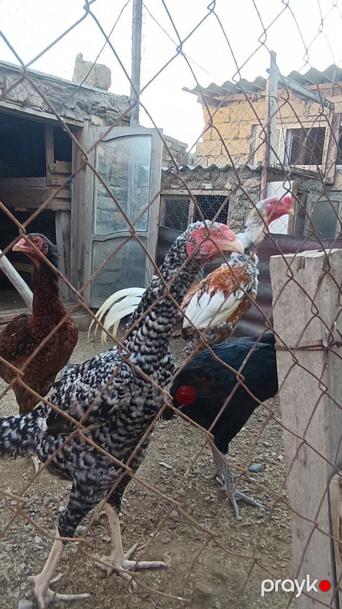 Heyratılar — Quşlar, Sumqayıt (3)