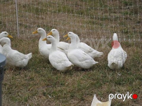 Pekin ördəkləri — Bakı