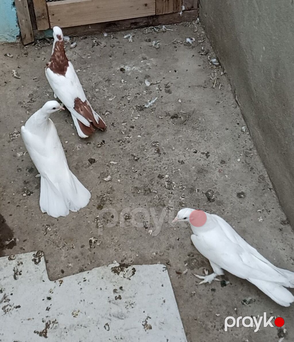 Enli quyruğ hündür ayaq badam ləleylər 3ü 50 manat ünvan Biləcəri — Göyərçin, Bakı (2)