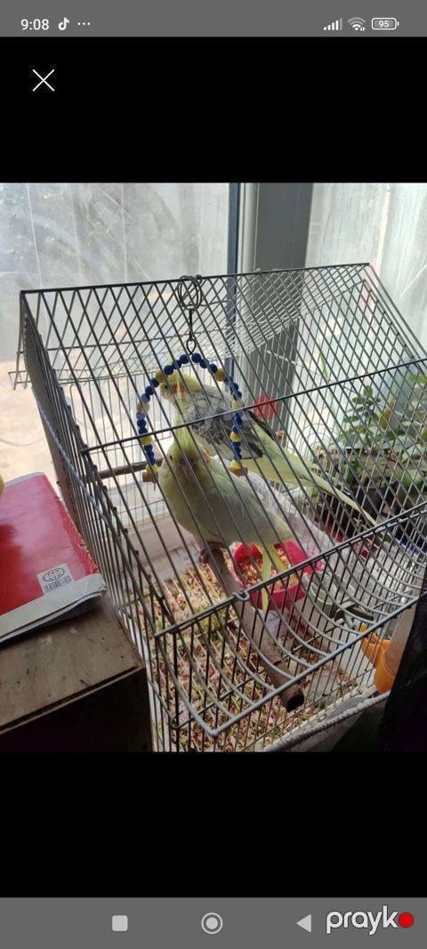 Nymph paraketləri (cockatiel) və qəfəs dəsti - İki ədəd nymph — Bakı