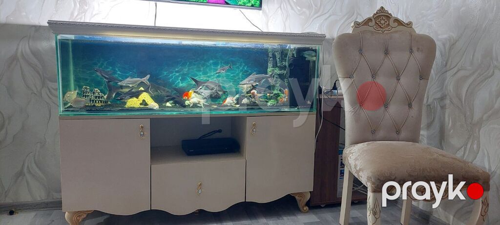 Dördbucaq akvarium, Boş, 350 l, Ünvandan götürmə — Akvariumlar və balıqlar, Ceyranbatan (2)