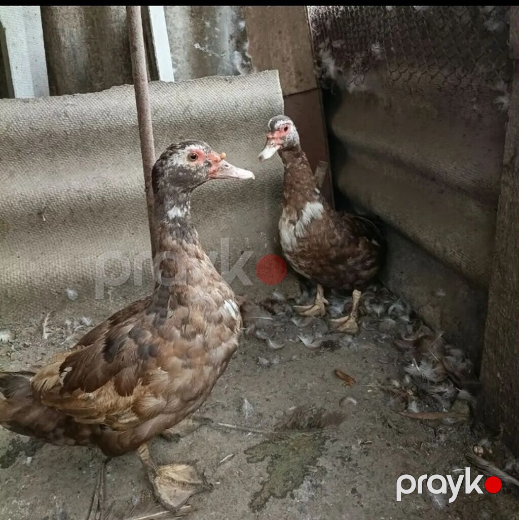 Dişi, Lal ördək, Damazlıq, Ödənişli çatdırılma — Digərləri, Bakı (2)
