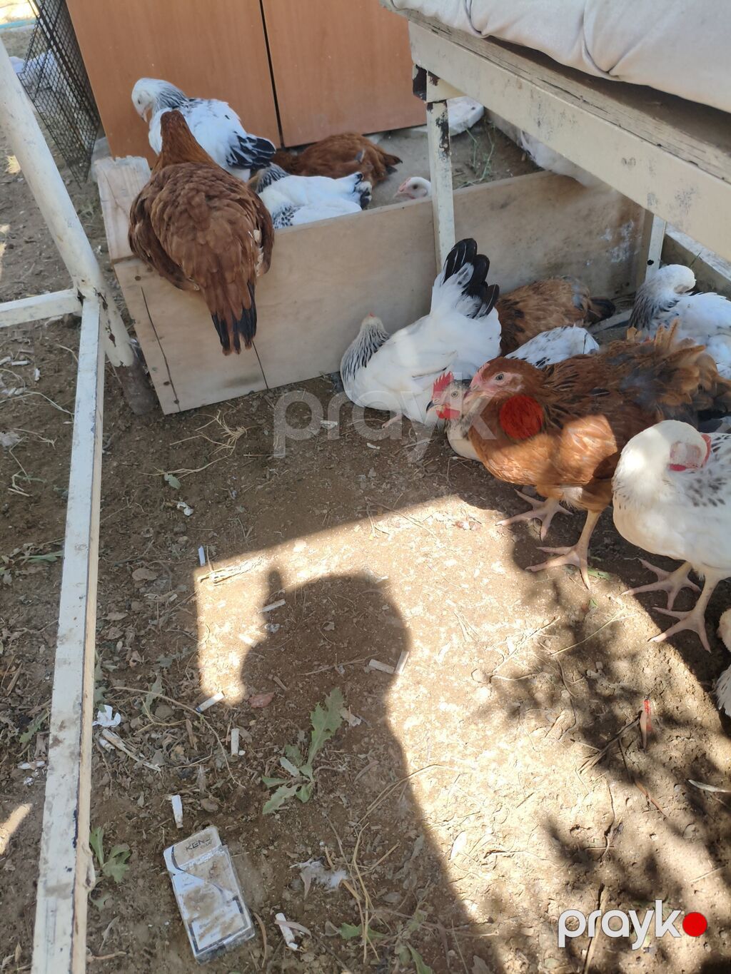 Məhsul: Təbii şəraitdə bəslənən ev toyuqları (qarışıq rəngli sürü) — Toyuq və xoruz, Digah (4)